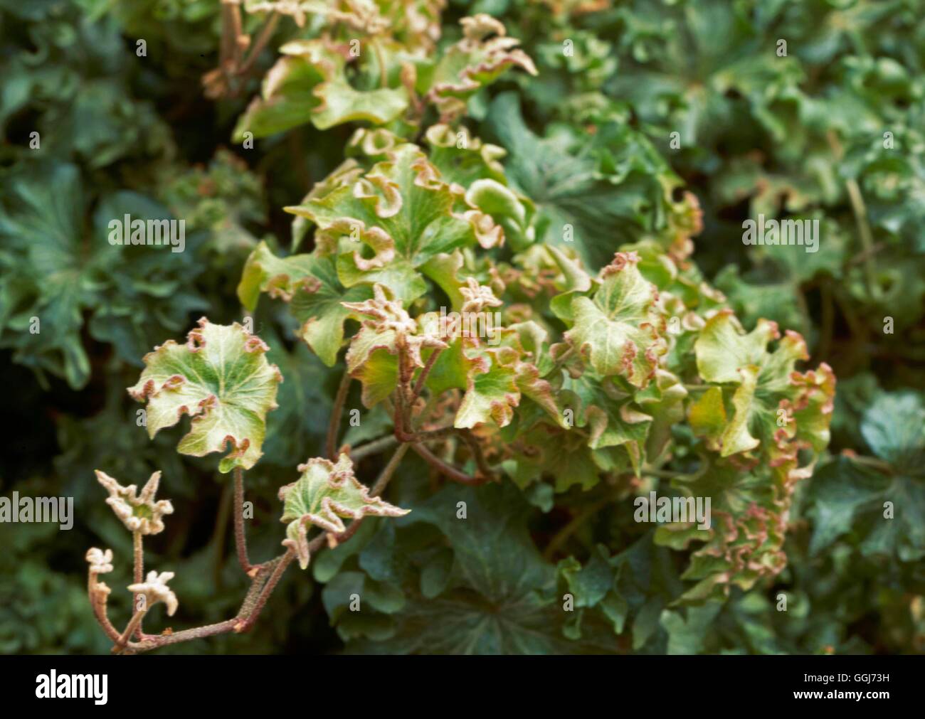 Hedera helix - `Pink `n' Very Curly'   CLS105913 Stock Photo